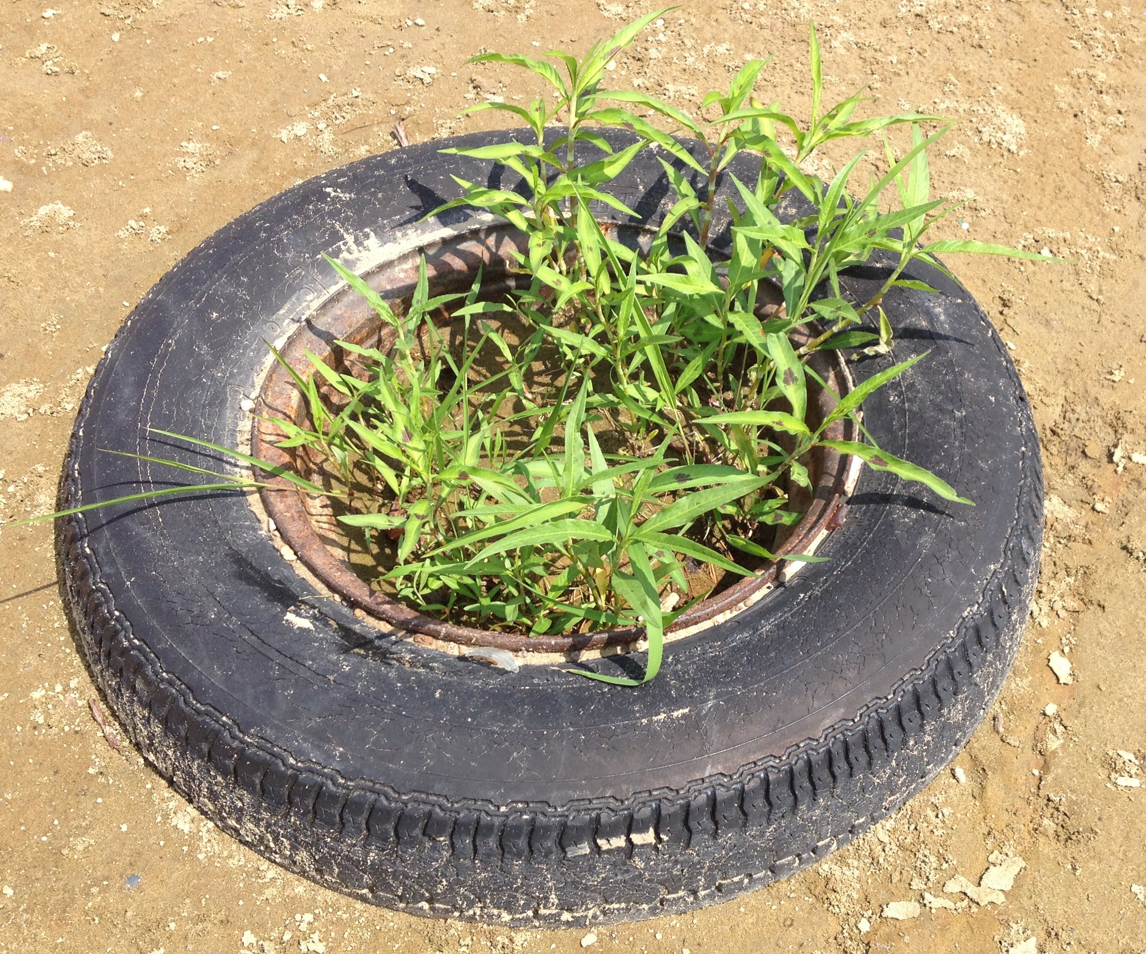 Attached picture tire planter.jpg